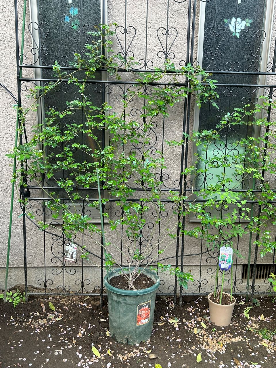 アルベリックバルビエ長尺苗の10週後