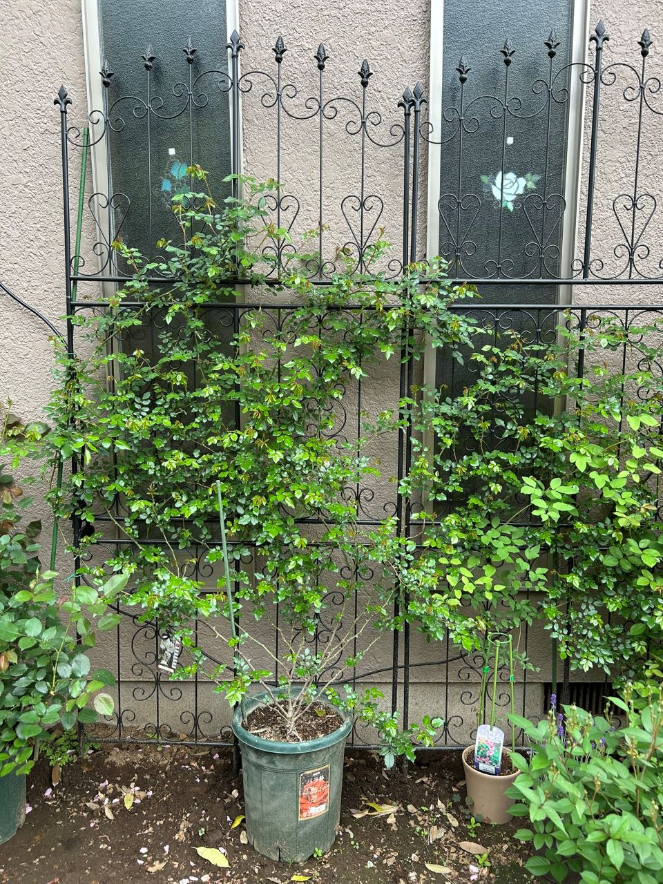 アルベリックバルビエ長尺苗の11週後