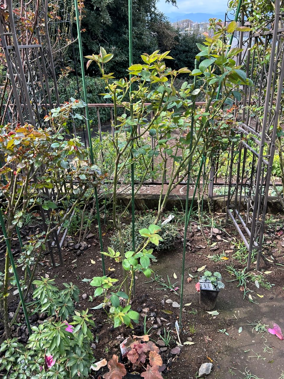 ブルームーン秋苗の２年半後-2