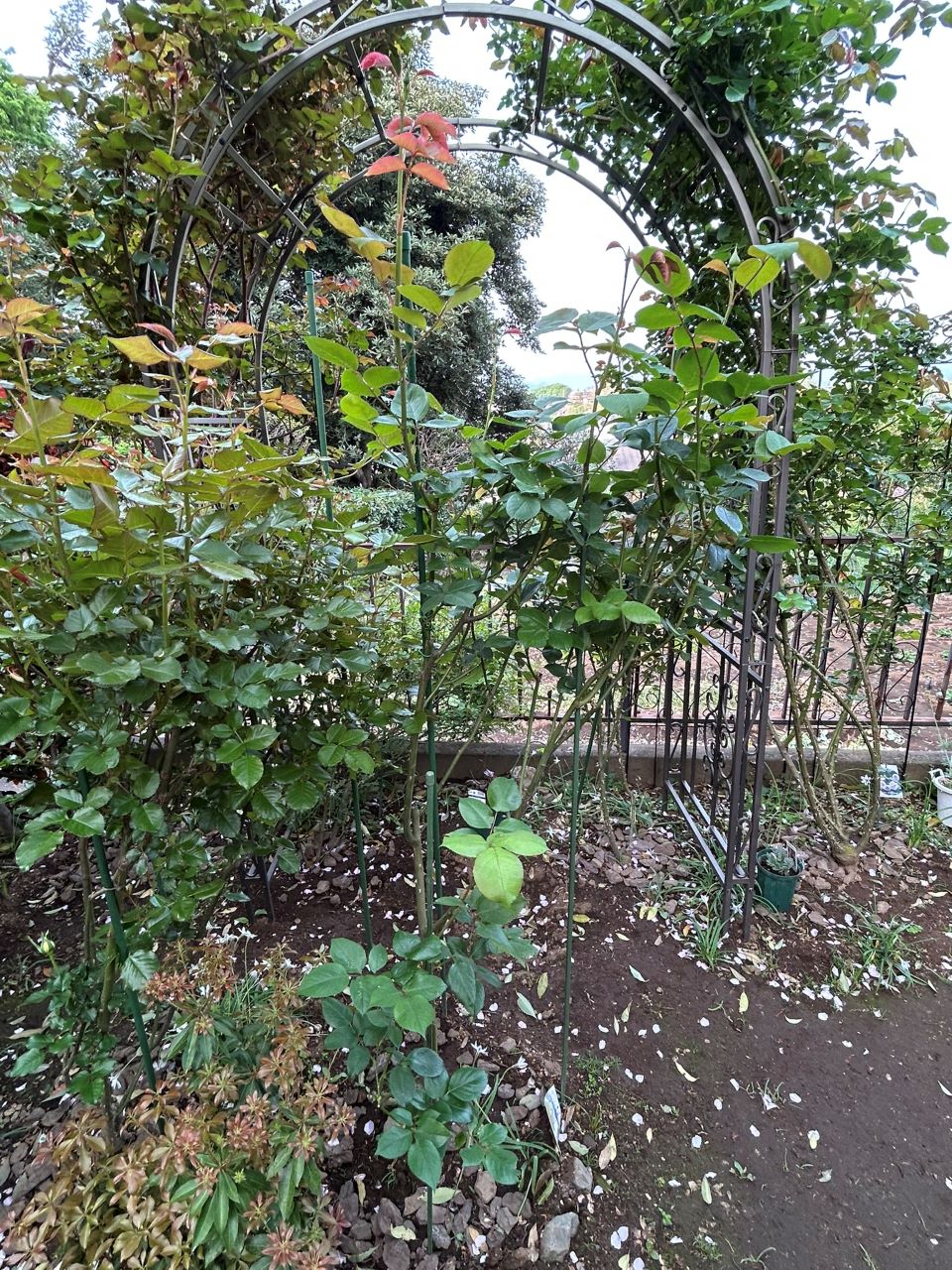 ブルームーン秋苗の２年半4月中旬-2