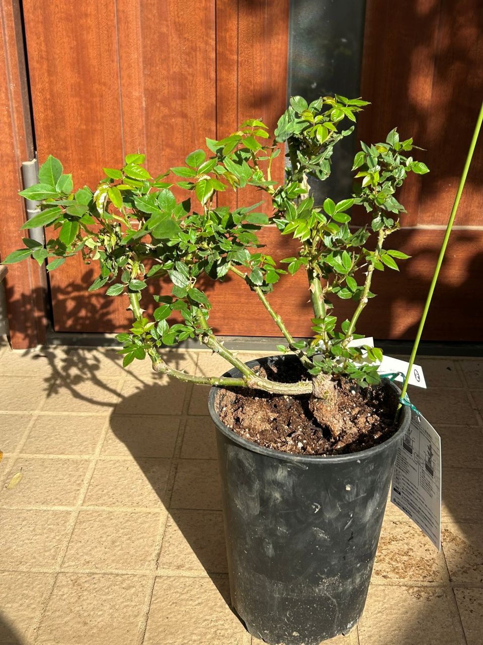 ボレロ大苗の2週後