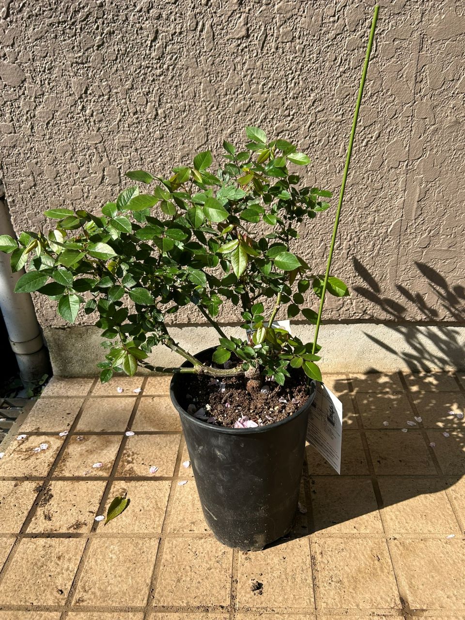 ボレロ大苗の4週後