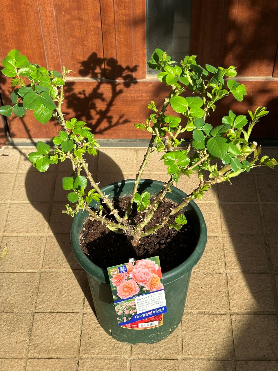 ボルデュール・アブリコ大苗の2週後