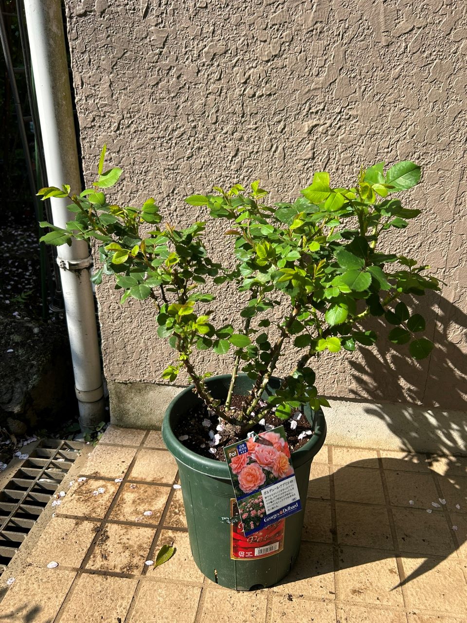 ボルデュール・アブリコ大苗の4週後