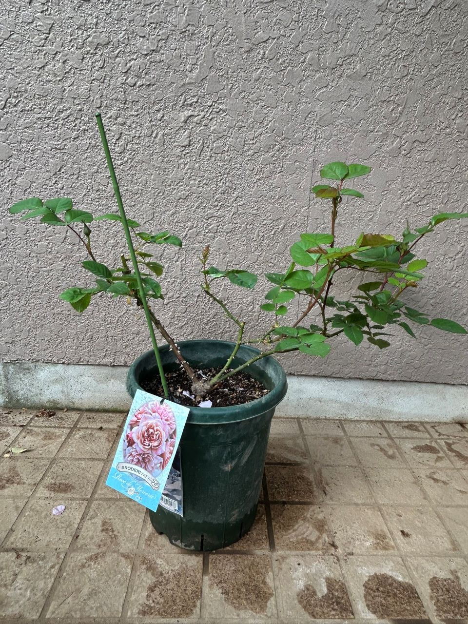 ブロドリー開花苗の41週後