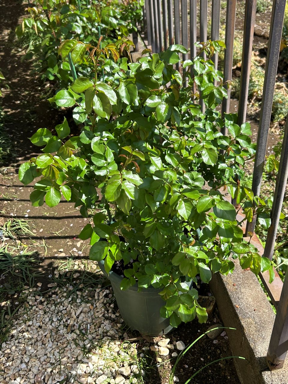 シャトー・ドゥ・シュベルニー大苗56週後