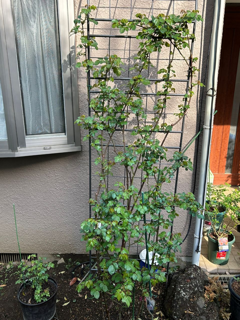 クリスティアーナの10月開花苗75週後