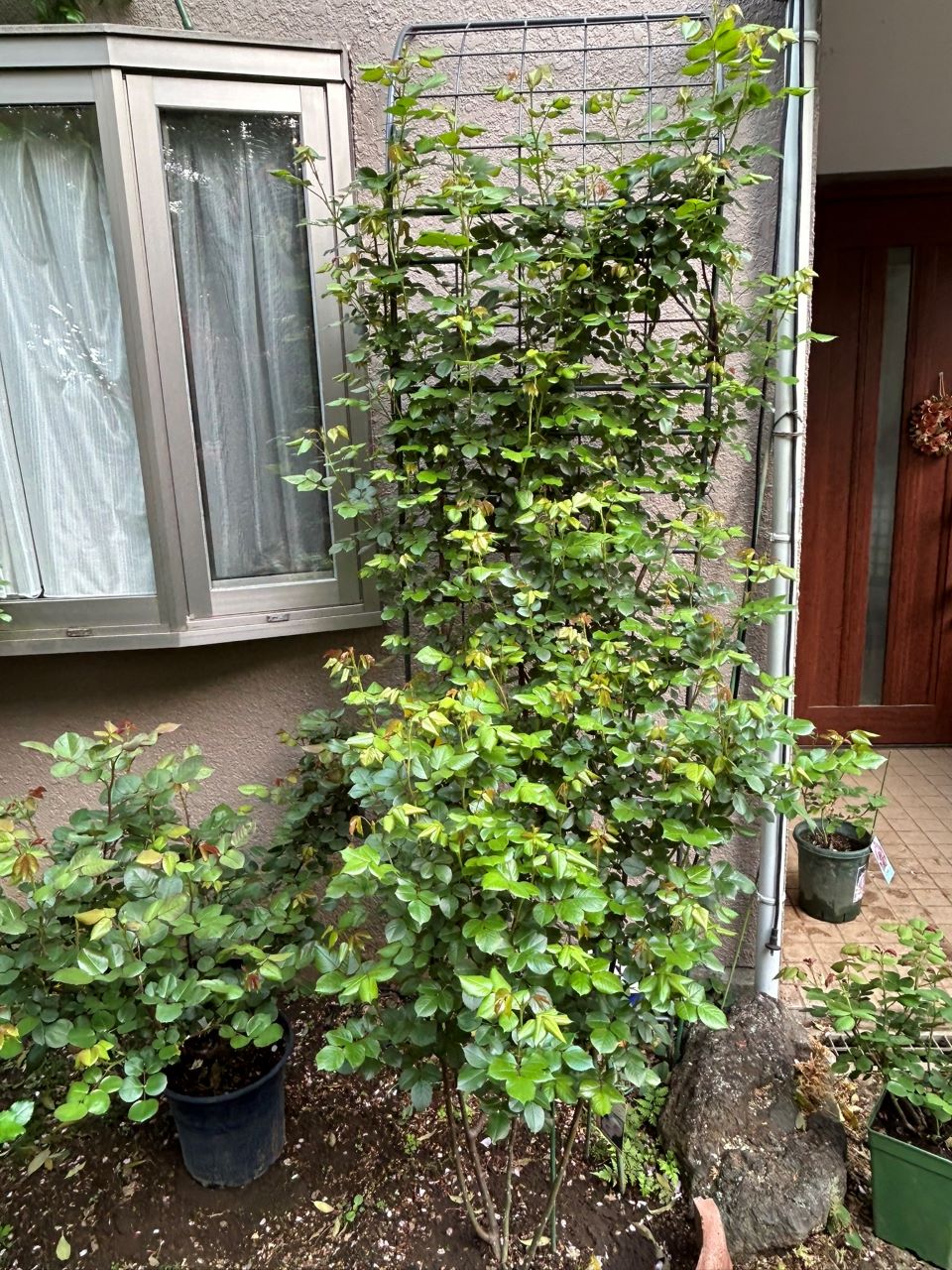 クリスティアーナの10月開花苗79週後