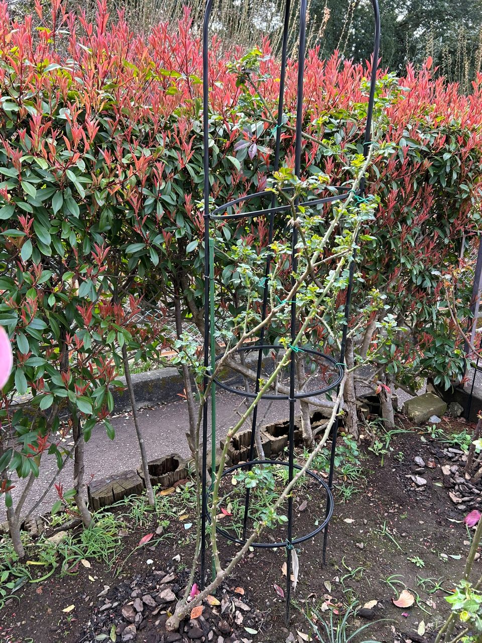 シンデレラ５月新苗93週後