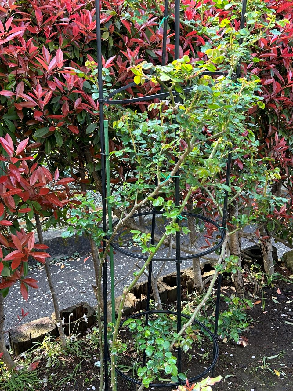 シンデレラ５月新苗95週後