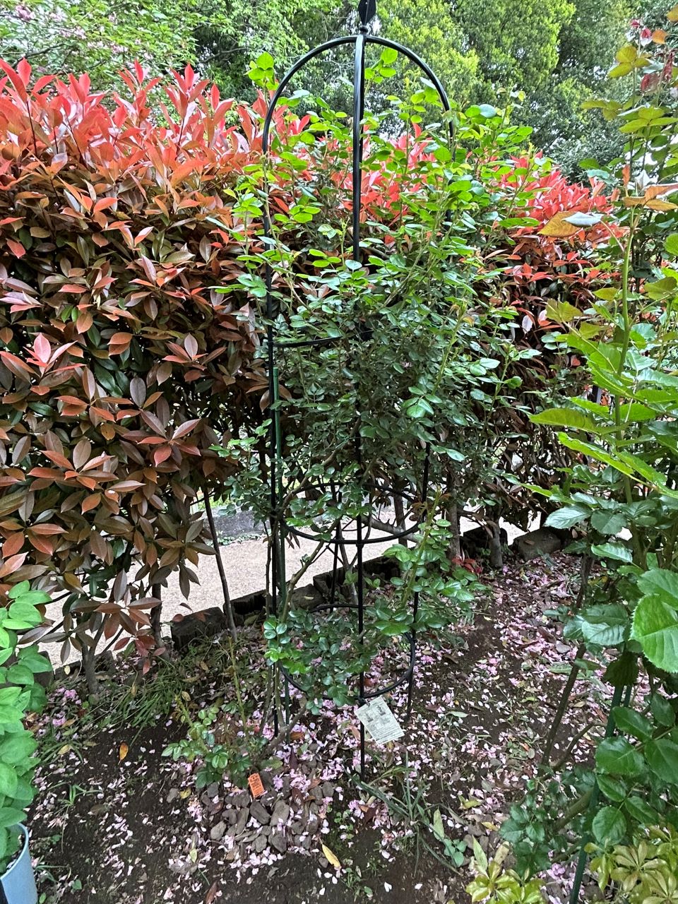 シンデレラ５月新苗97週後