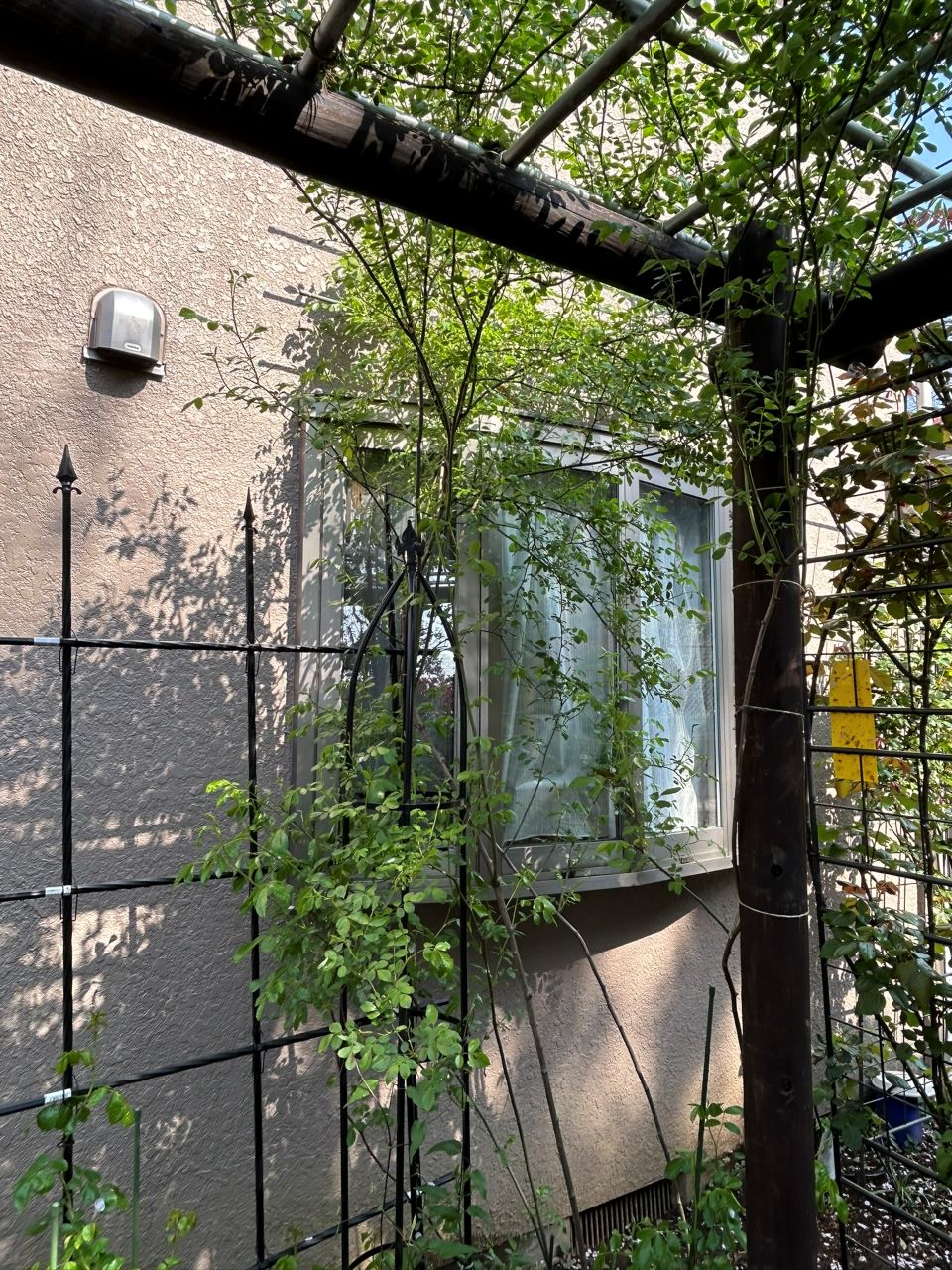 つる サマースノー 開花苗68週後