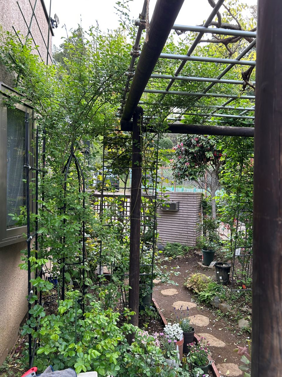 つる サマースノー 開花苗69週後