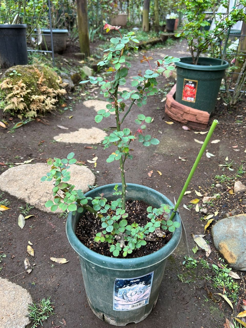 コンフィチュール開花苗の39週後