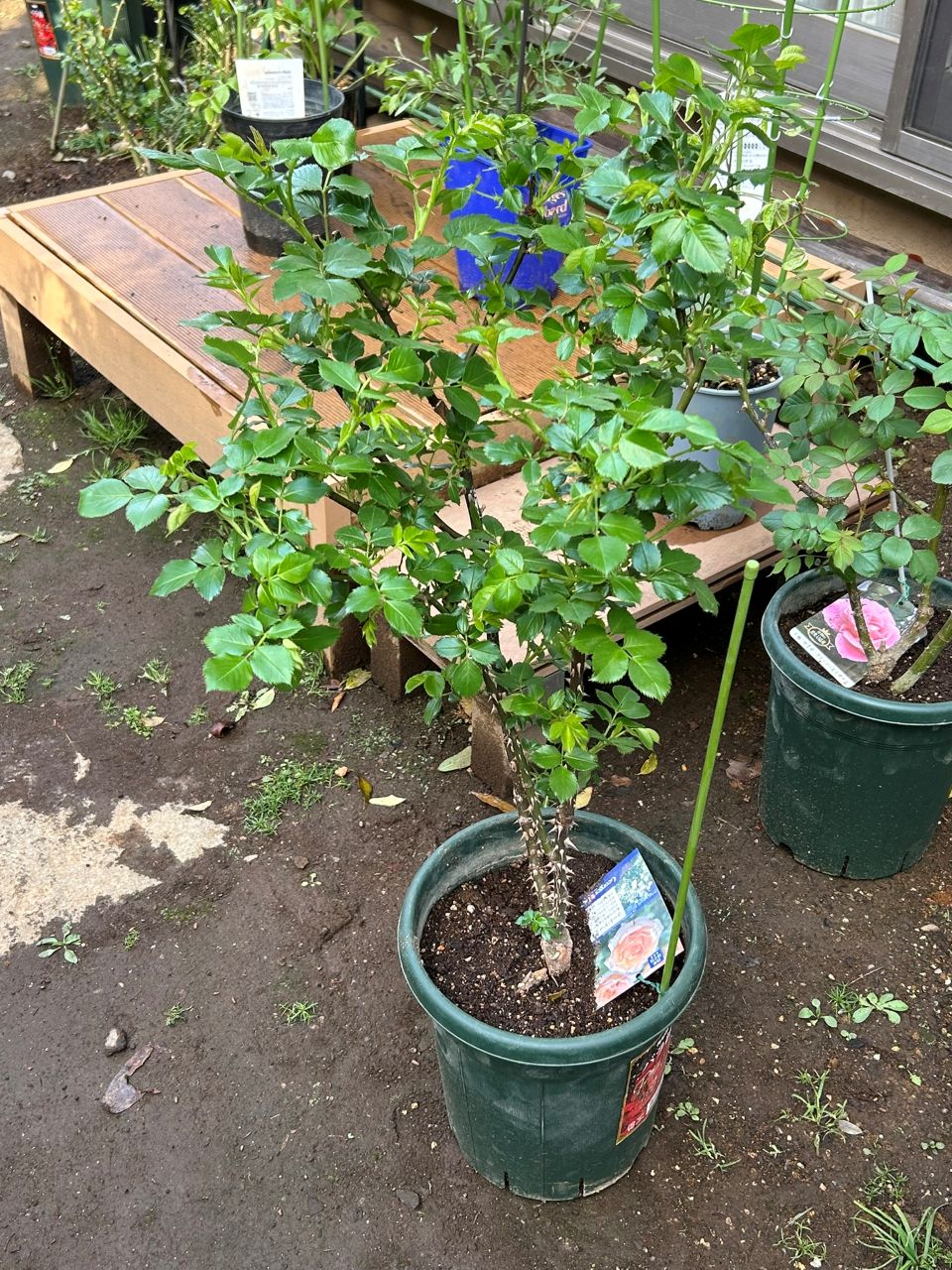 コート・ドール中苗の16週後