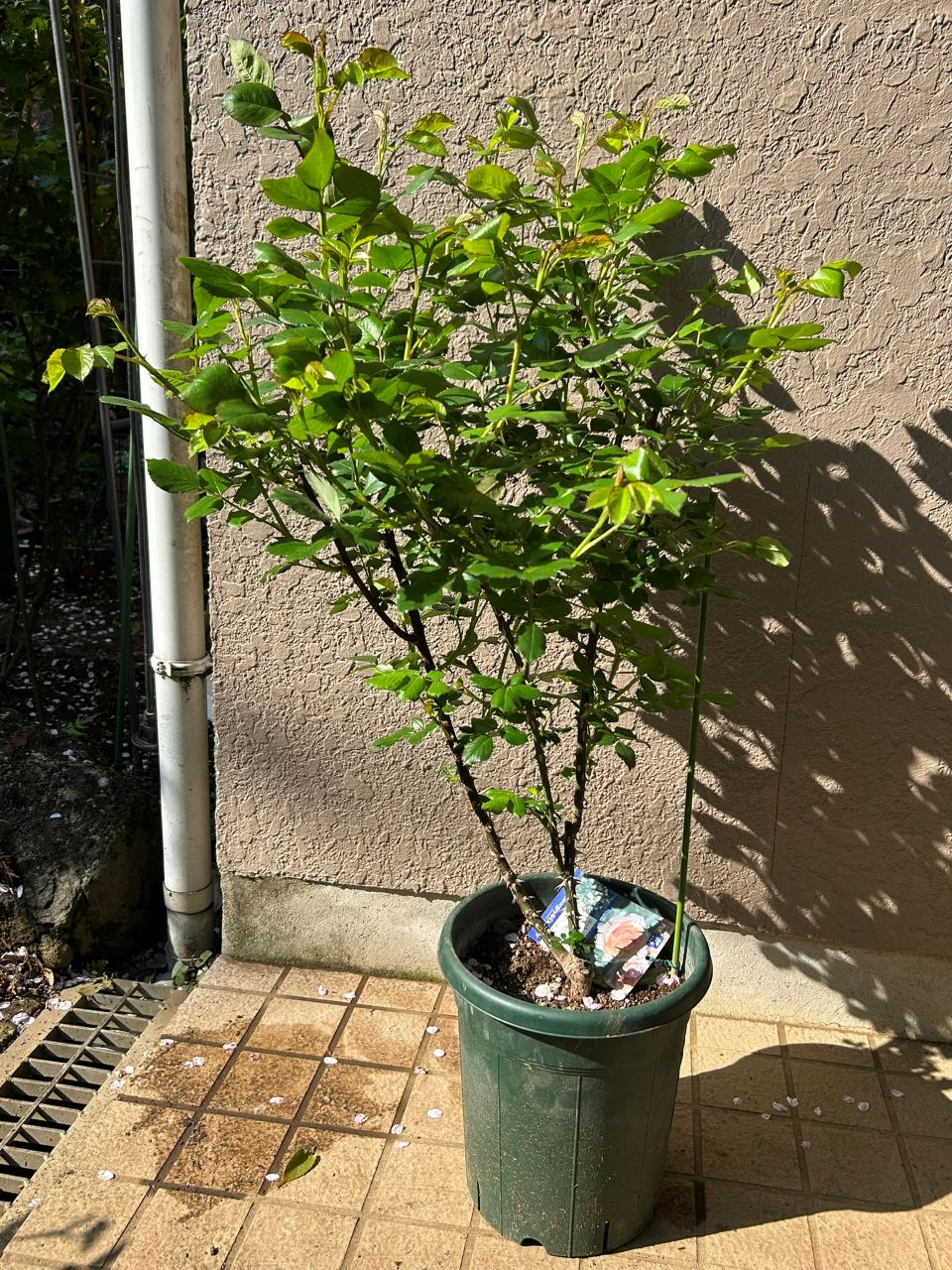 コート・ドール中苗の18週後