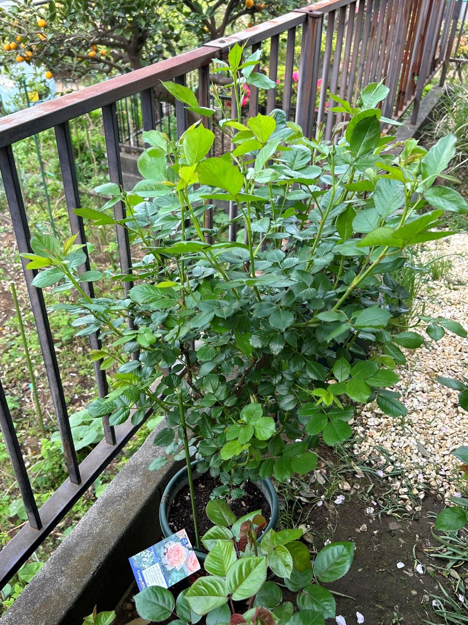 コート・ドール中苗の19週後