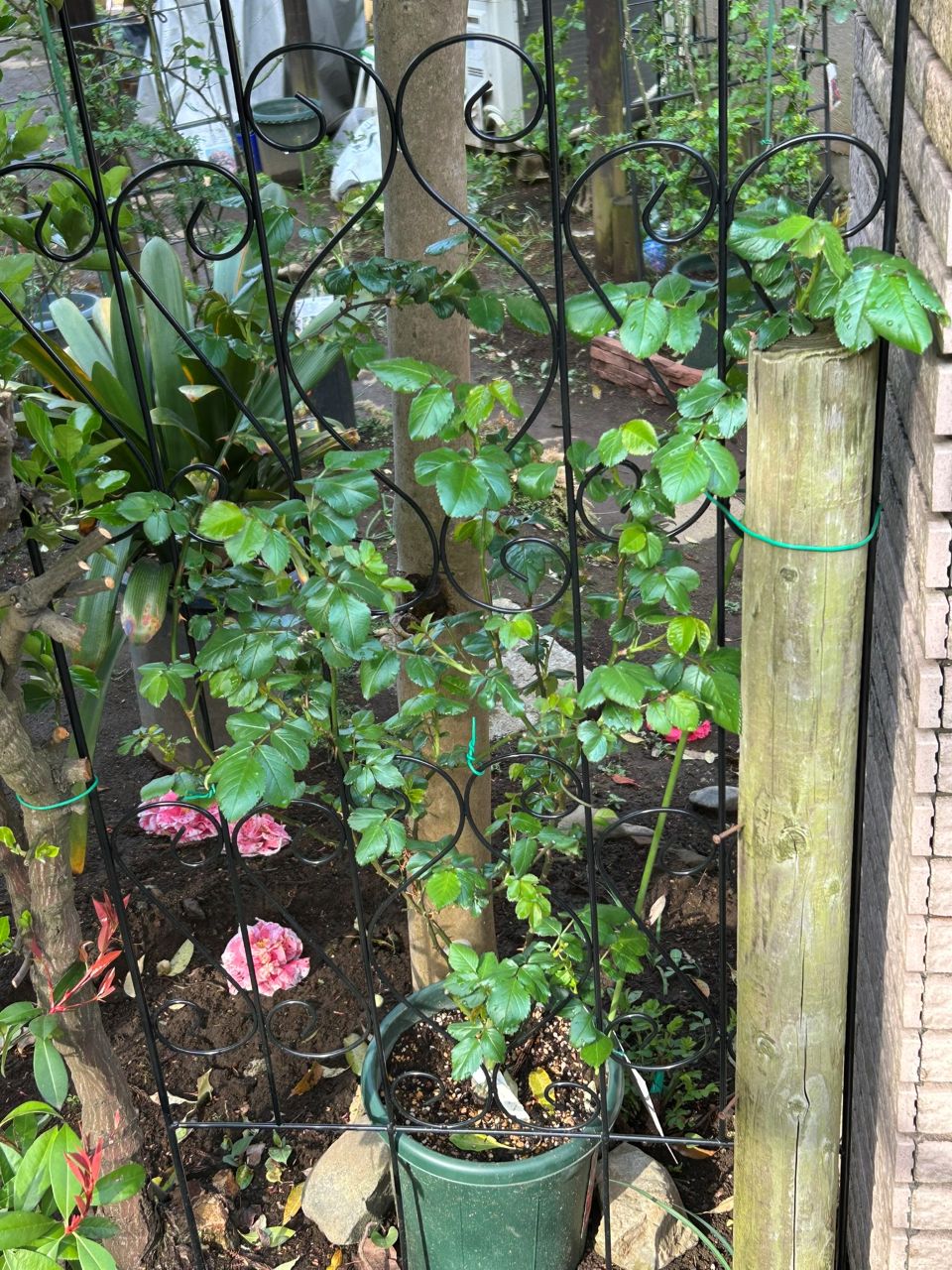 クルール・デ・ラムール半長尺苗の15週後