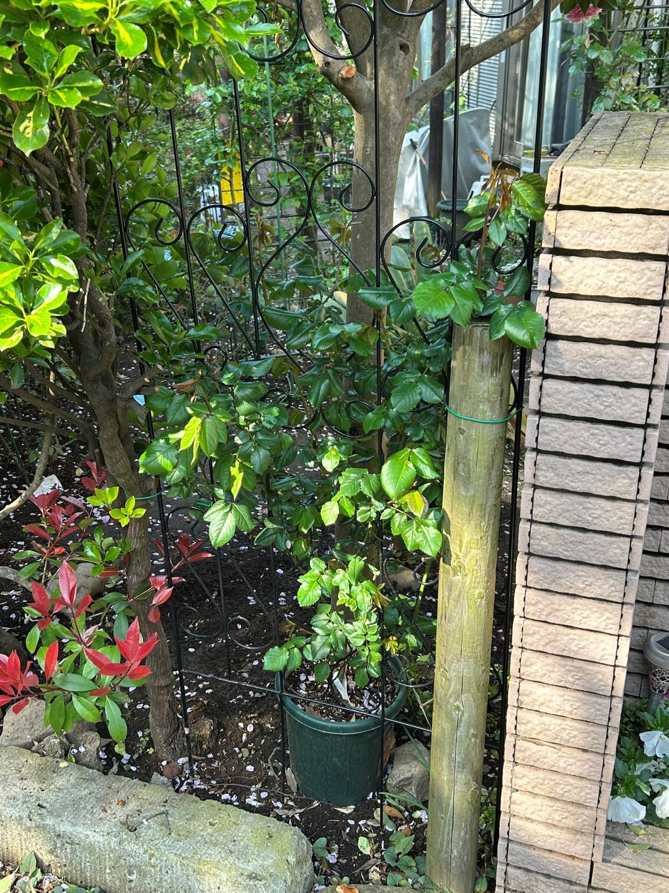 クルール・デ・ラムール半長尺苗の17週後