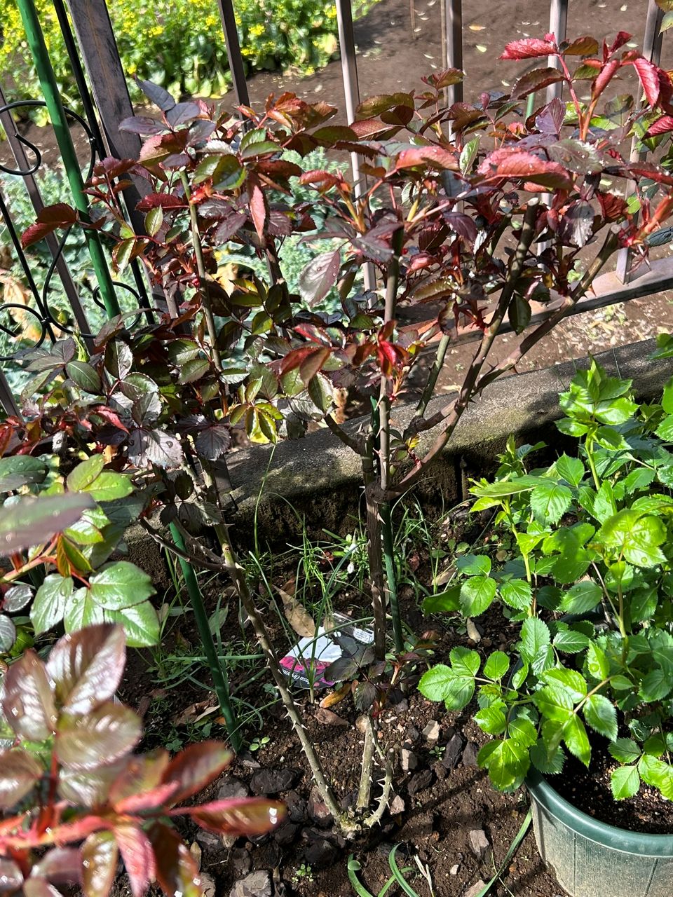 シラノドベルジュラック開花苗の88週後