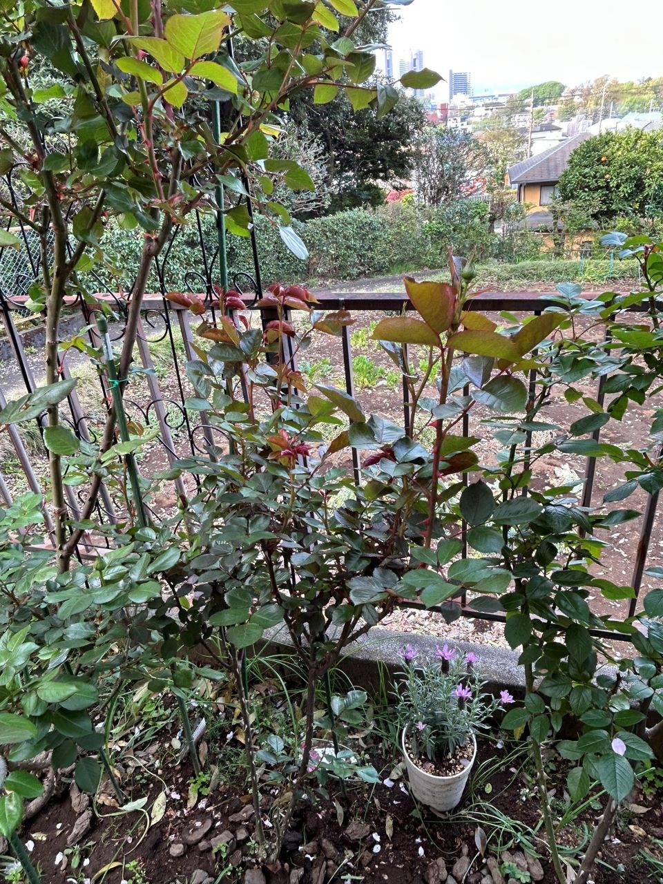 シラノドベルジュラック開花苗の91週後