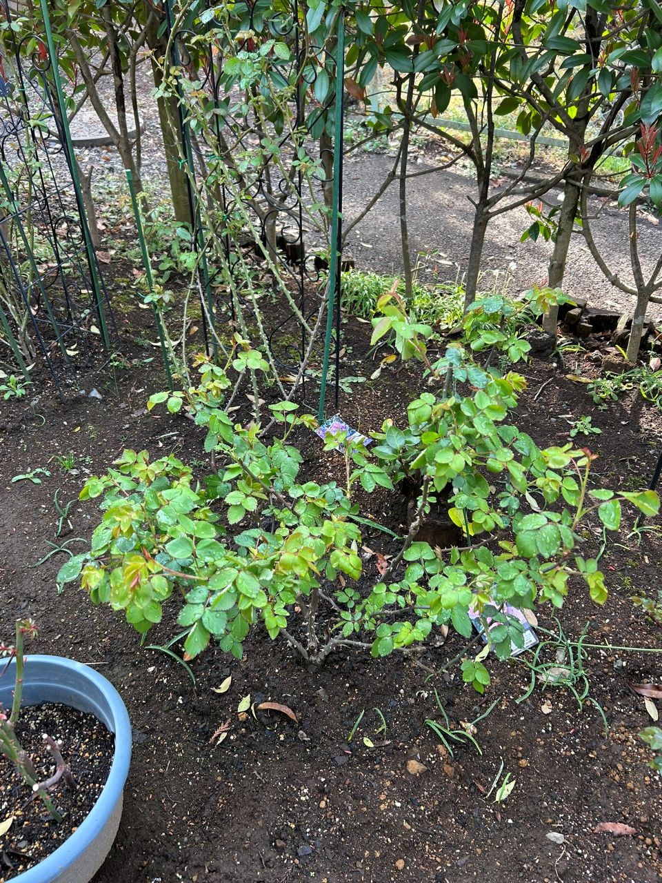 ダフネ大苗の58週後