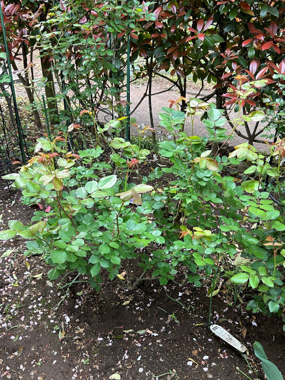 ダフネ大苗の61週後