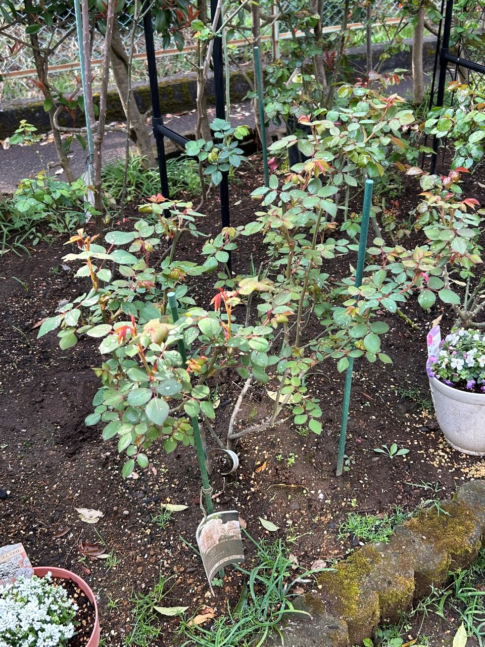 デスデモーナ15L鉢の82週後