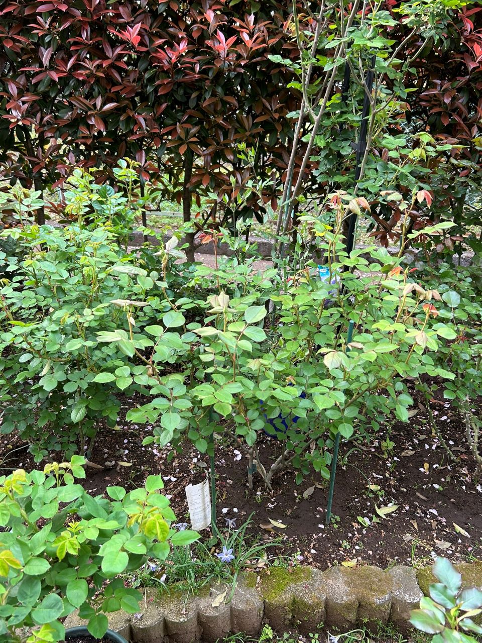 デスデモーナ15L鉢の85週後