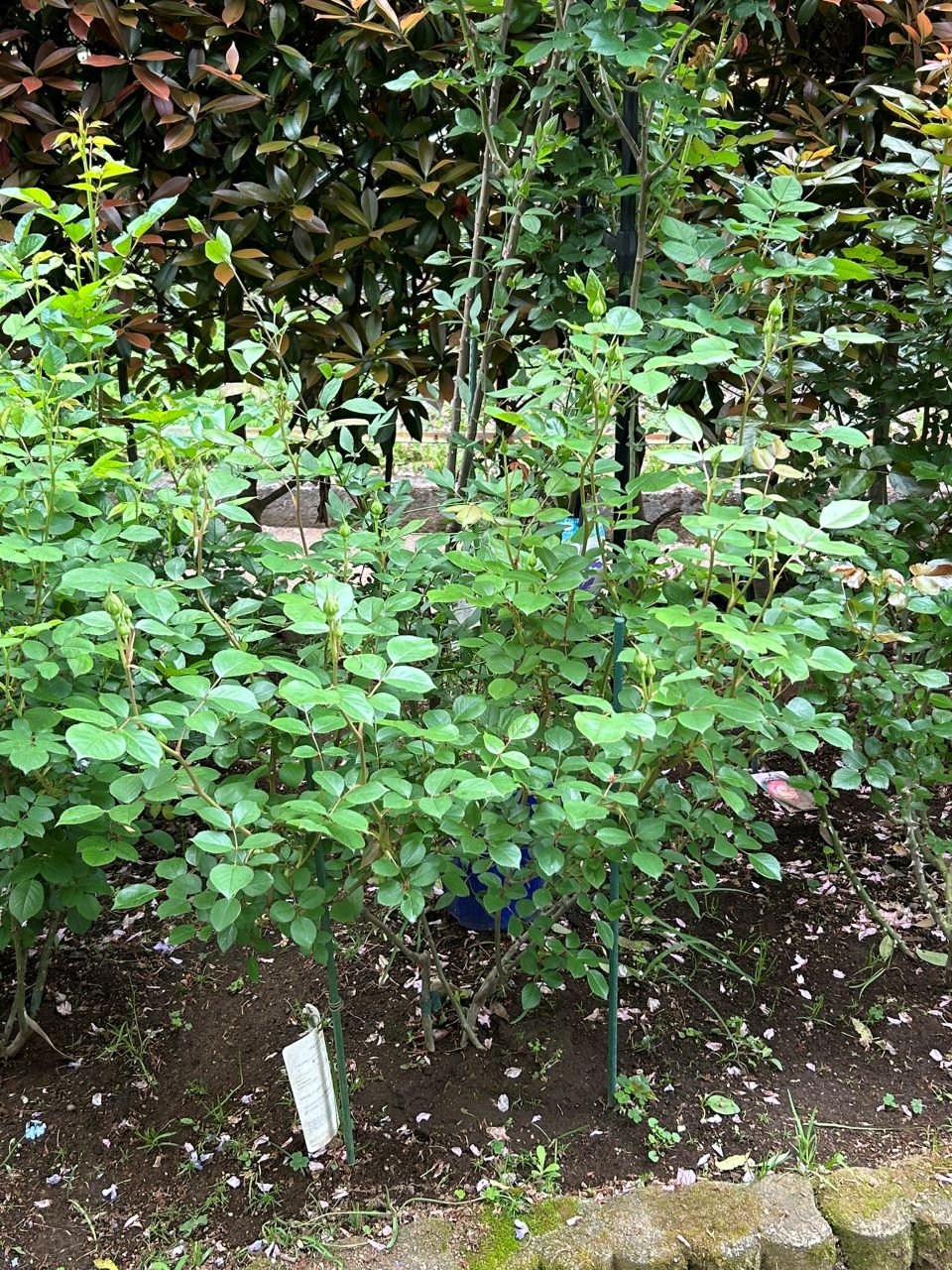 デスデモーナ15L鉢の86週後