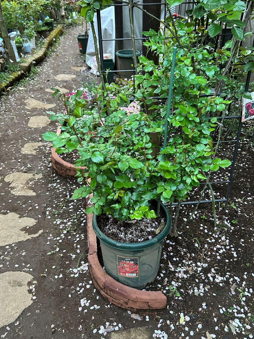 エドゥアールマネの開花苗の24週後