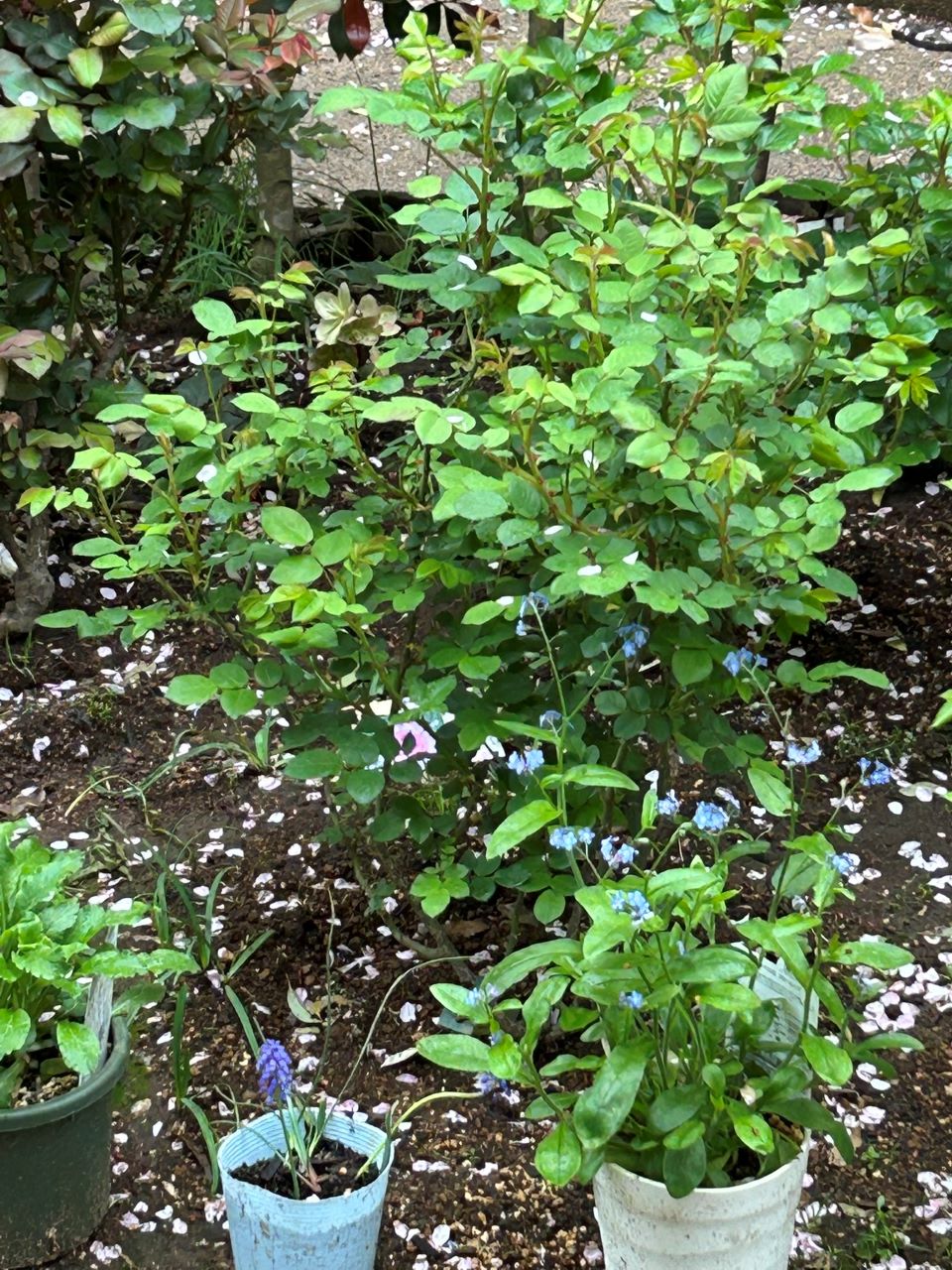 エマ・ブリッジウォーター開花苗の49週後