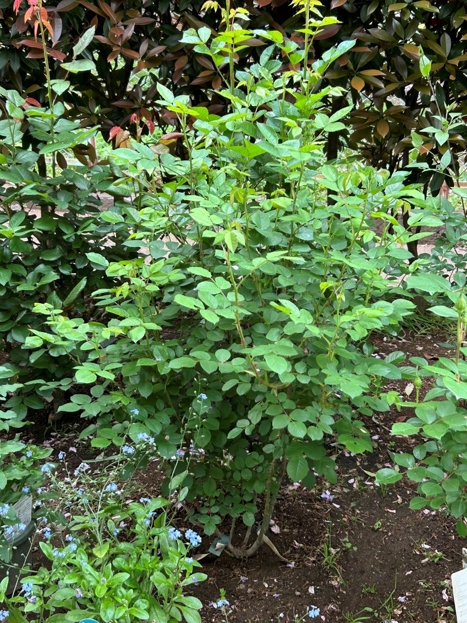 エマ・ブリッジウォーター開花苗の51週後