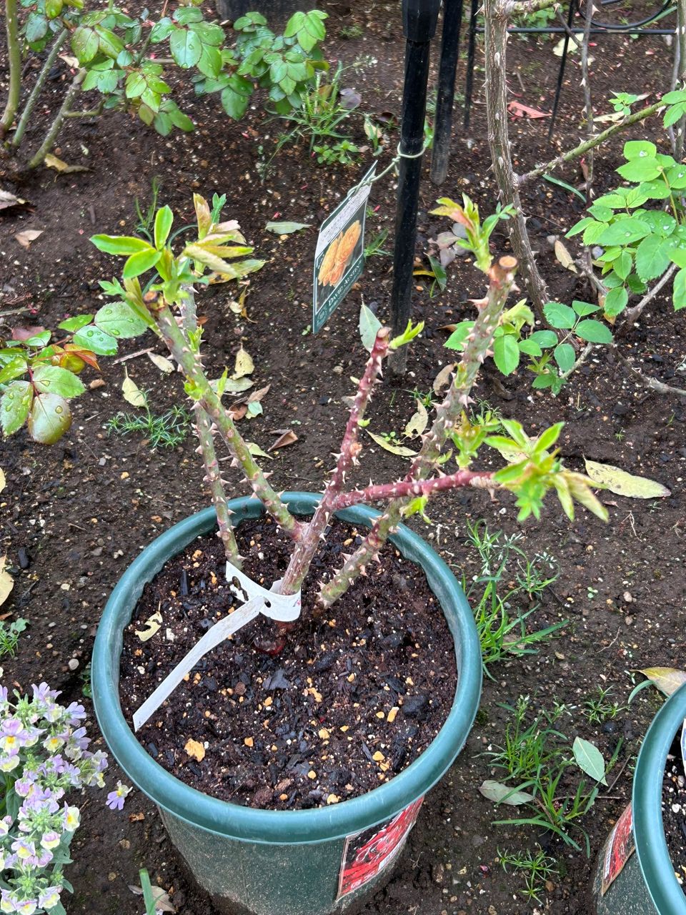 フラウカールドルシュキ大苗の6週後