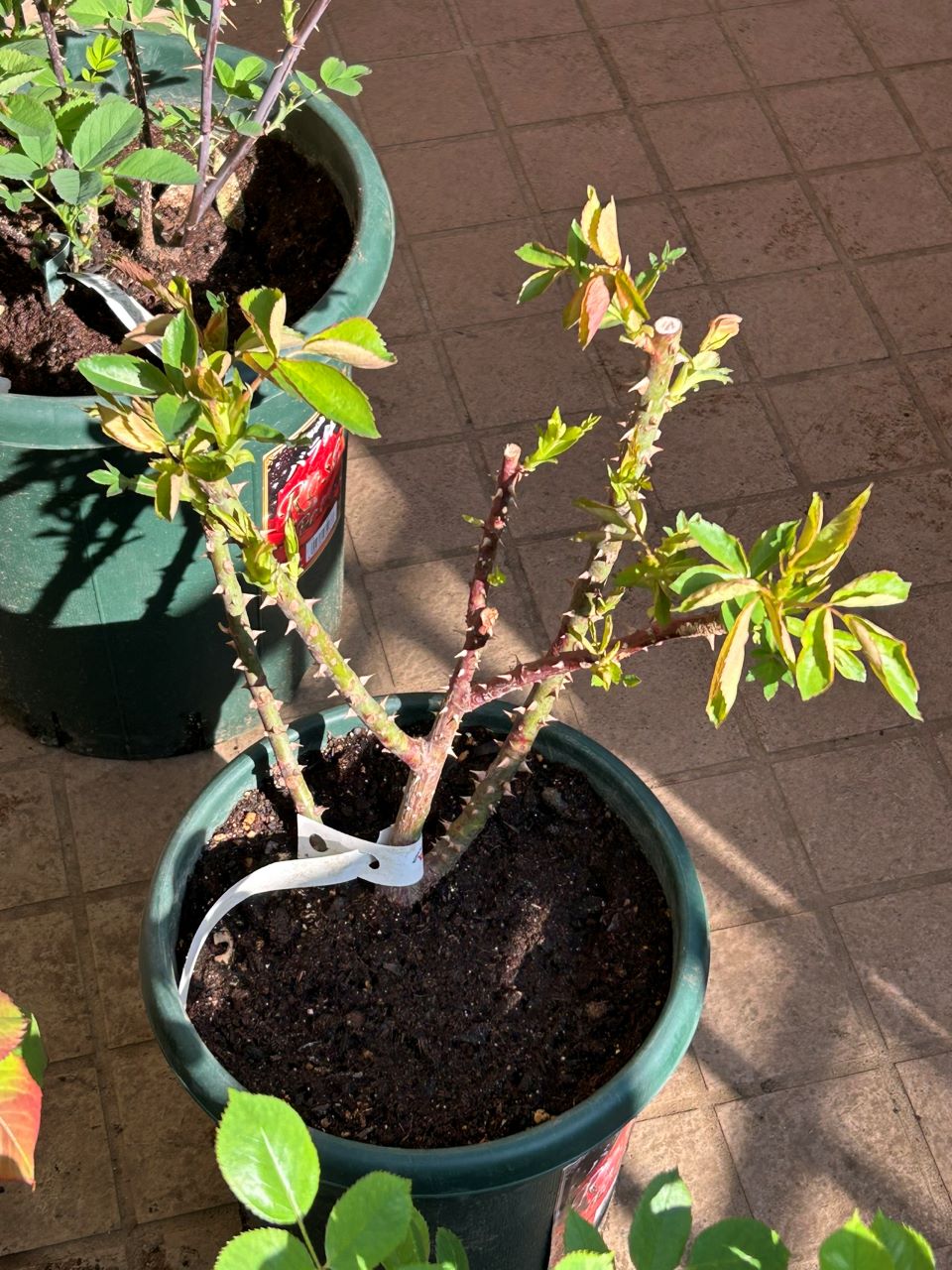 フラウカールドルシュキ大苗の7週後