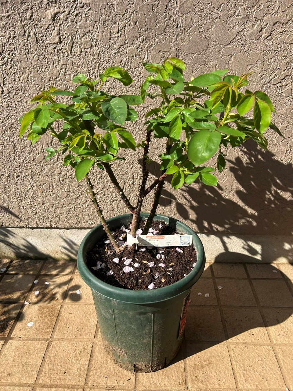 フラウカールドルシュキ大苗の8週後