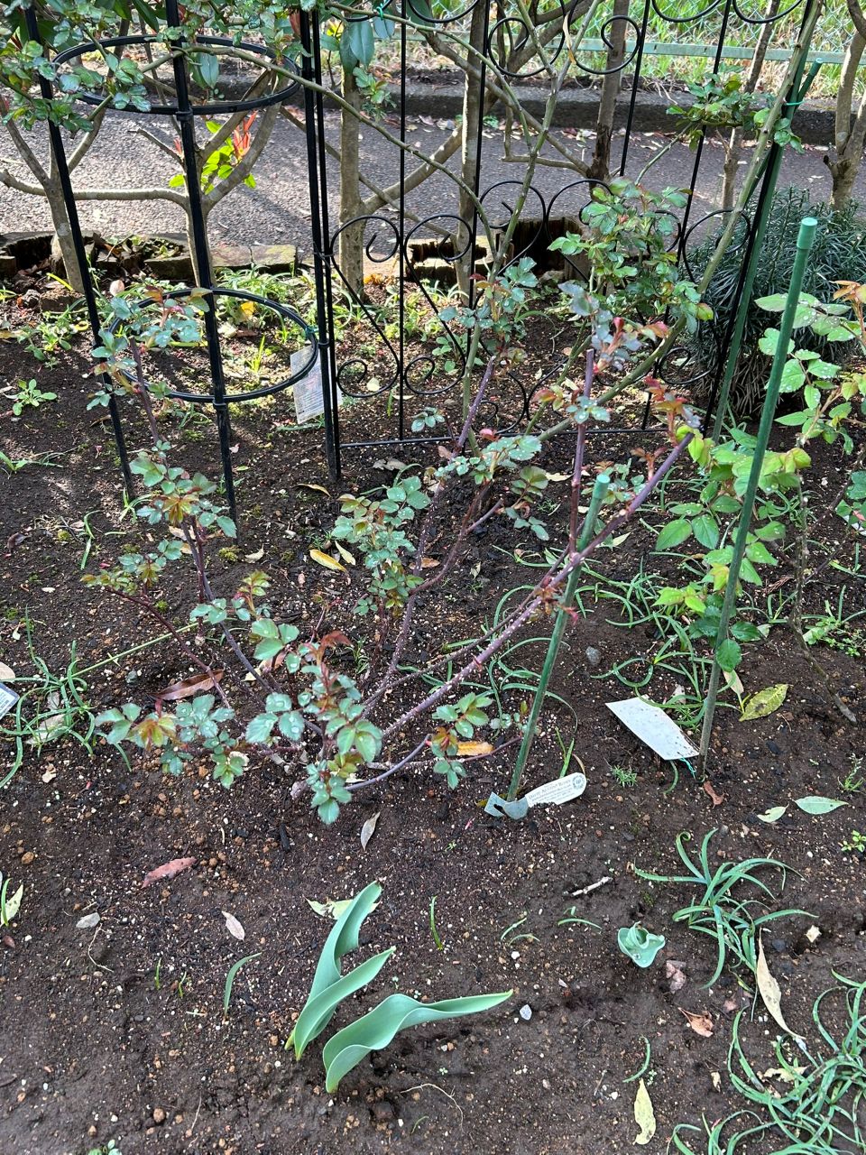 ガブリエル・オーク大苗67週後