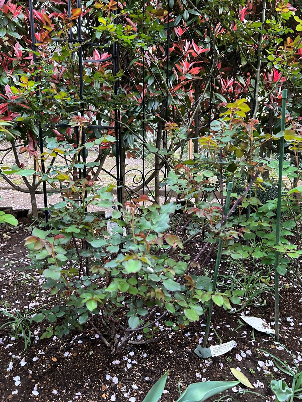 ガブリエル・オーク大苗69週後