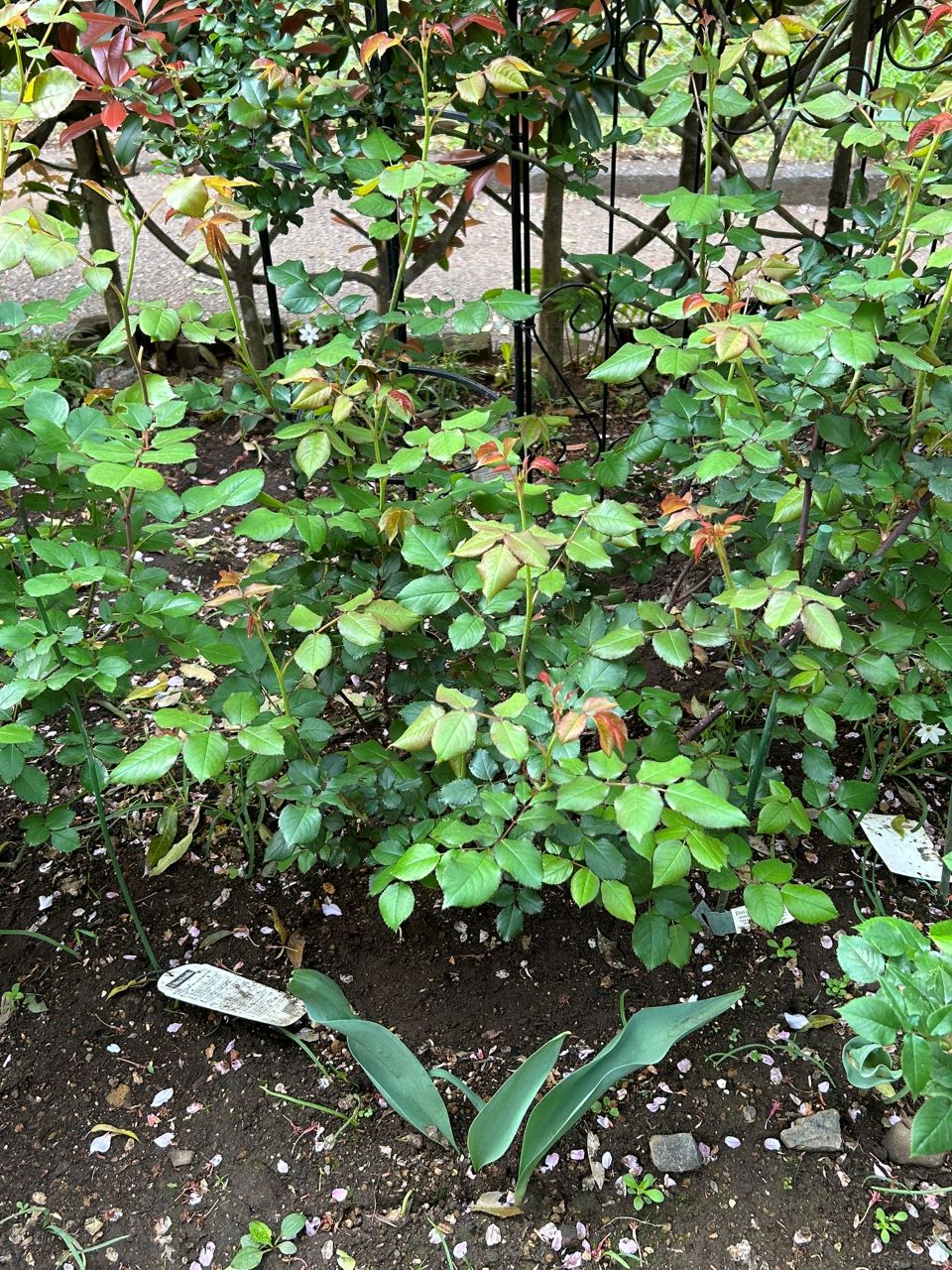 ガブリエル・オーク大苗70週後