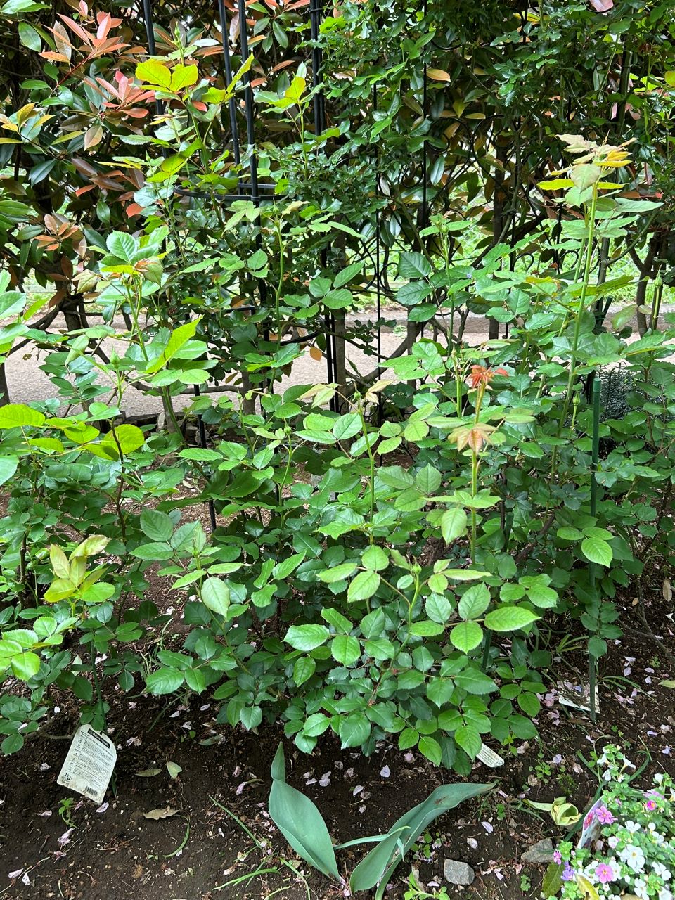 ガブリエル・オーク大苗71週後