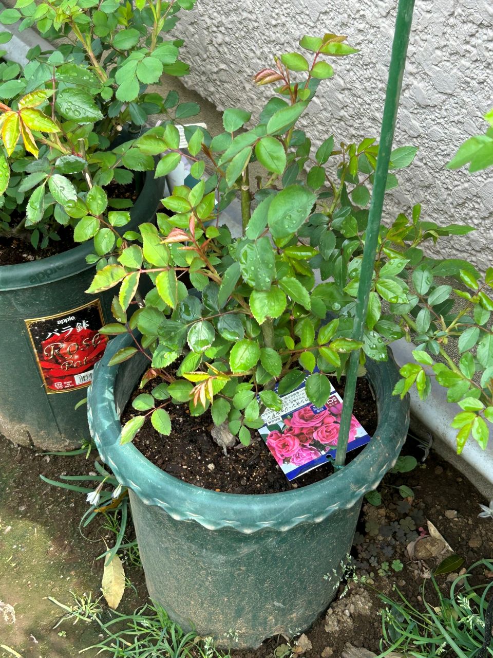 ジェネラシオン・ジャルダン裸苗59週後