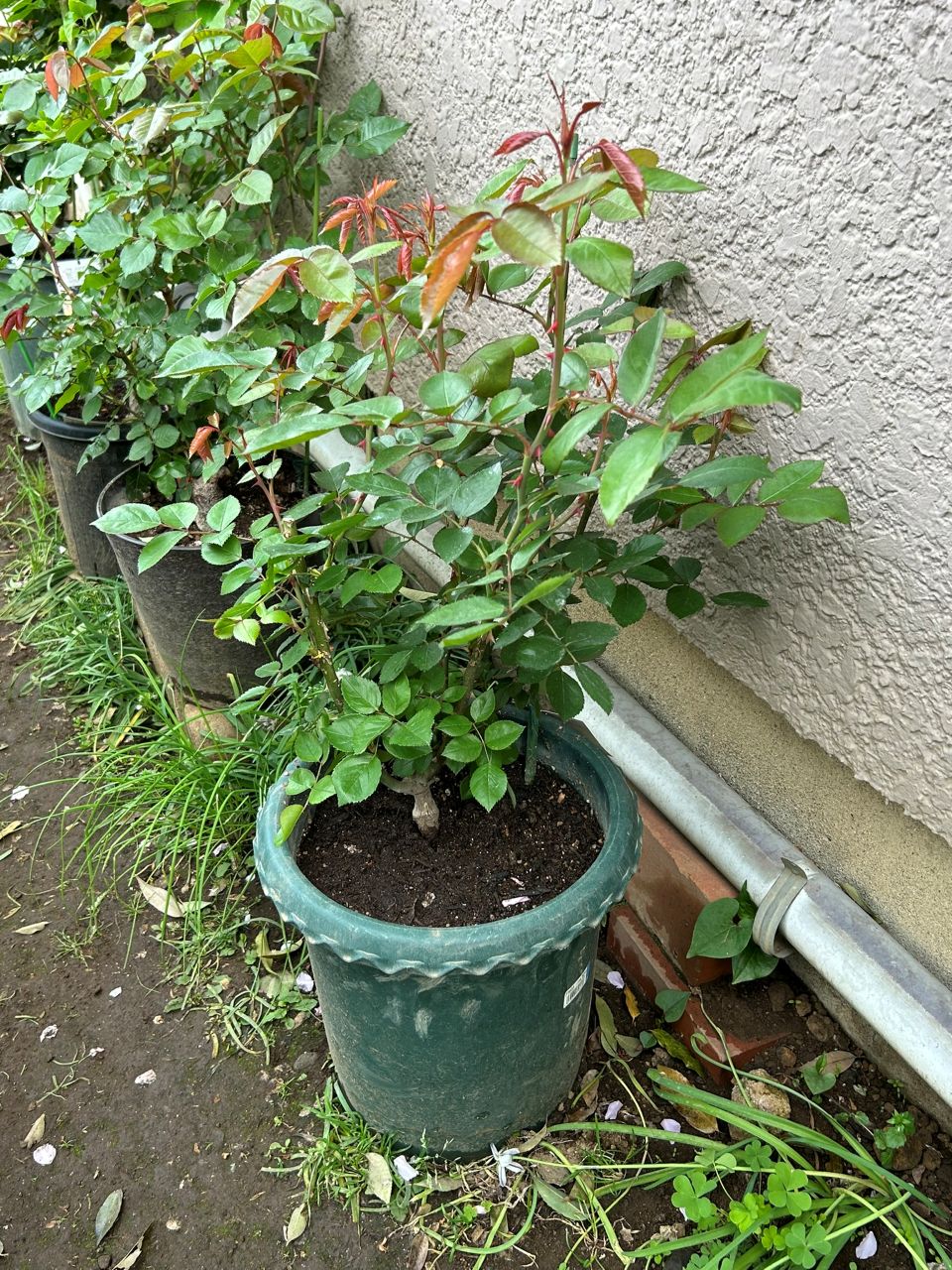 ジェネラシオン・ジャルダン裸苗62週後