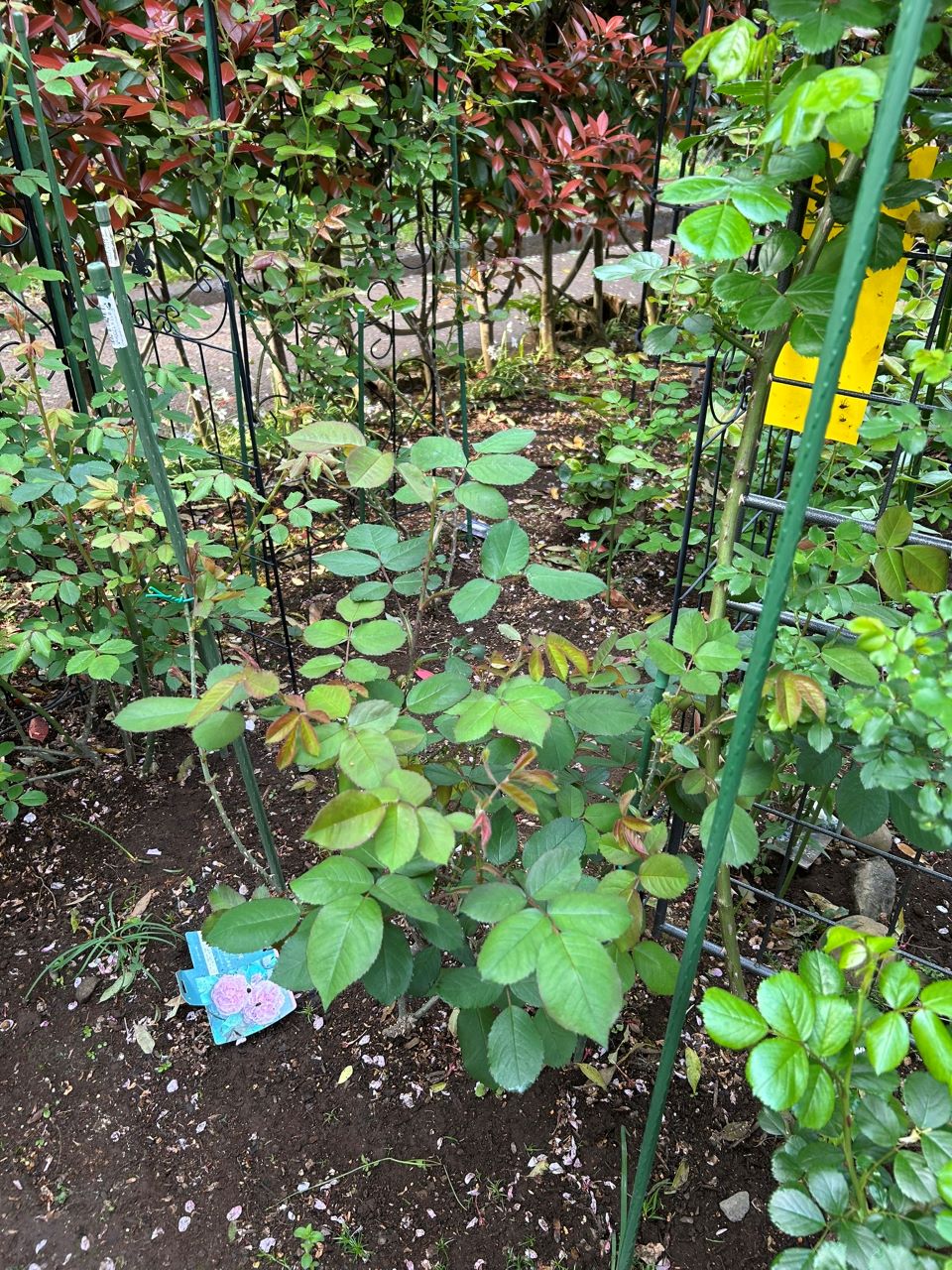 ガートルード・ジェキル代替苗の77週後