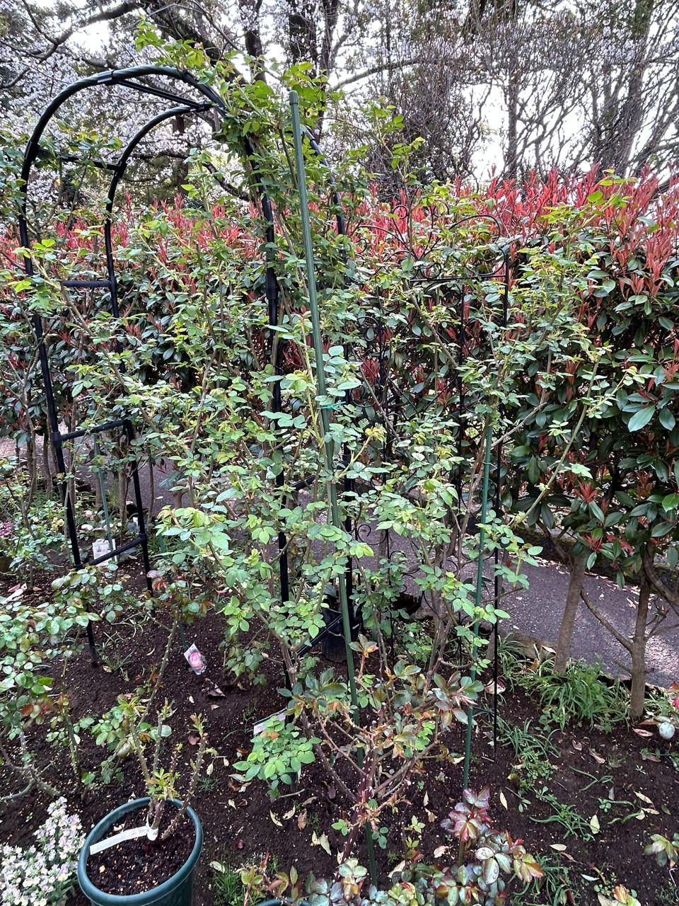 グラハム・トーマス15L鉢の87週後