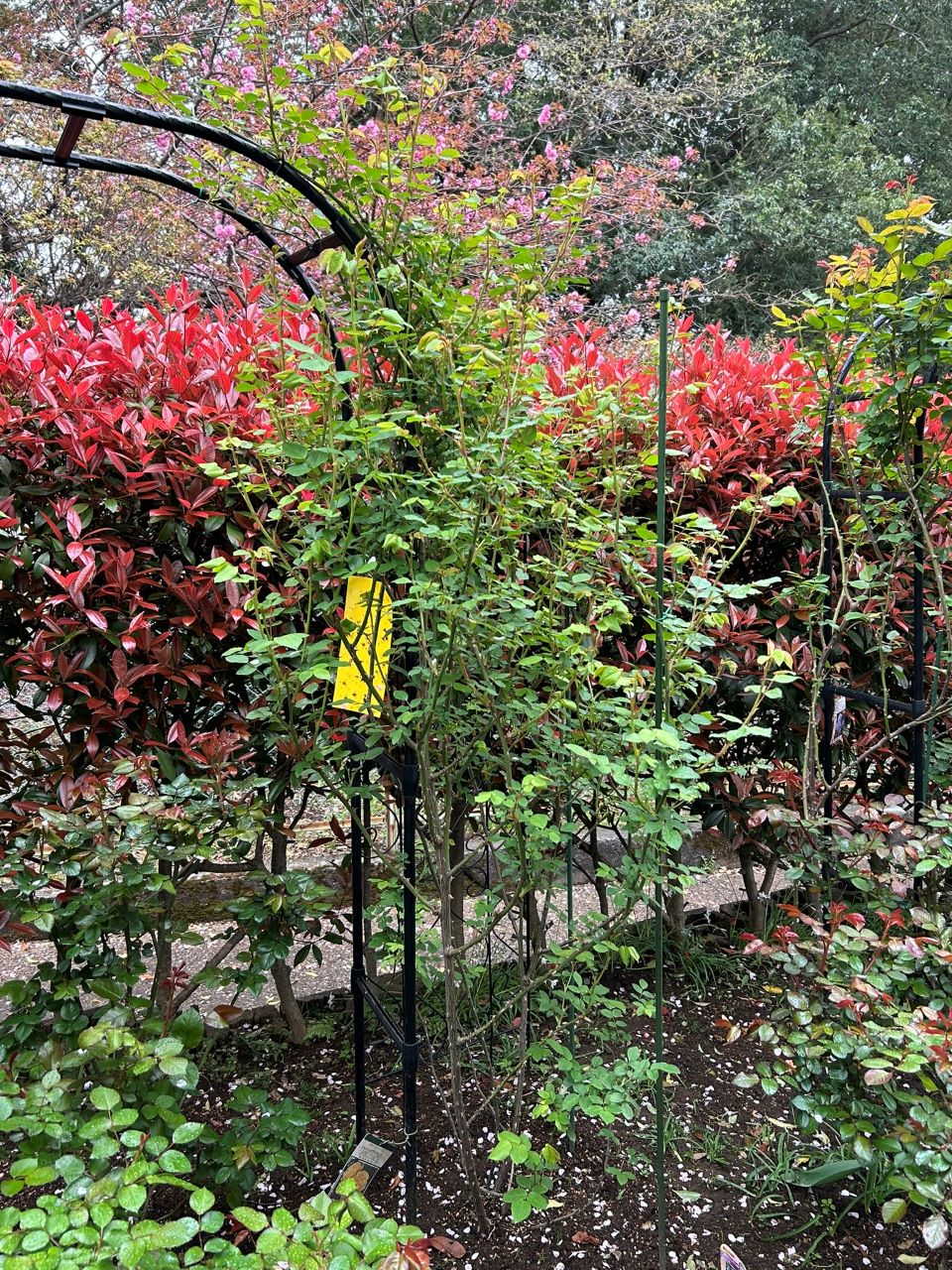 グラハム・トーマス15L鉢の89週後