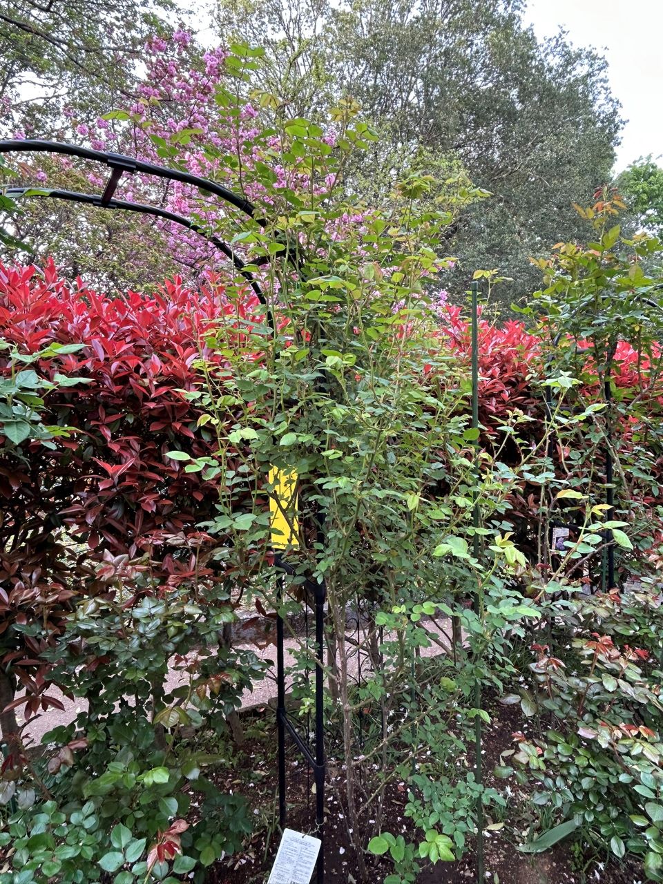 グラハム・トーマス15L鉢の90週後