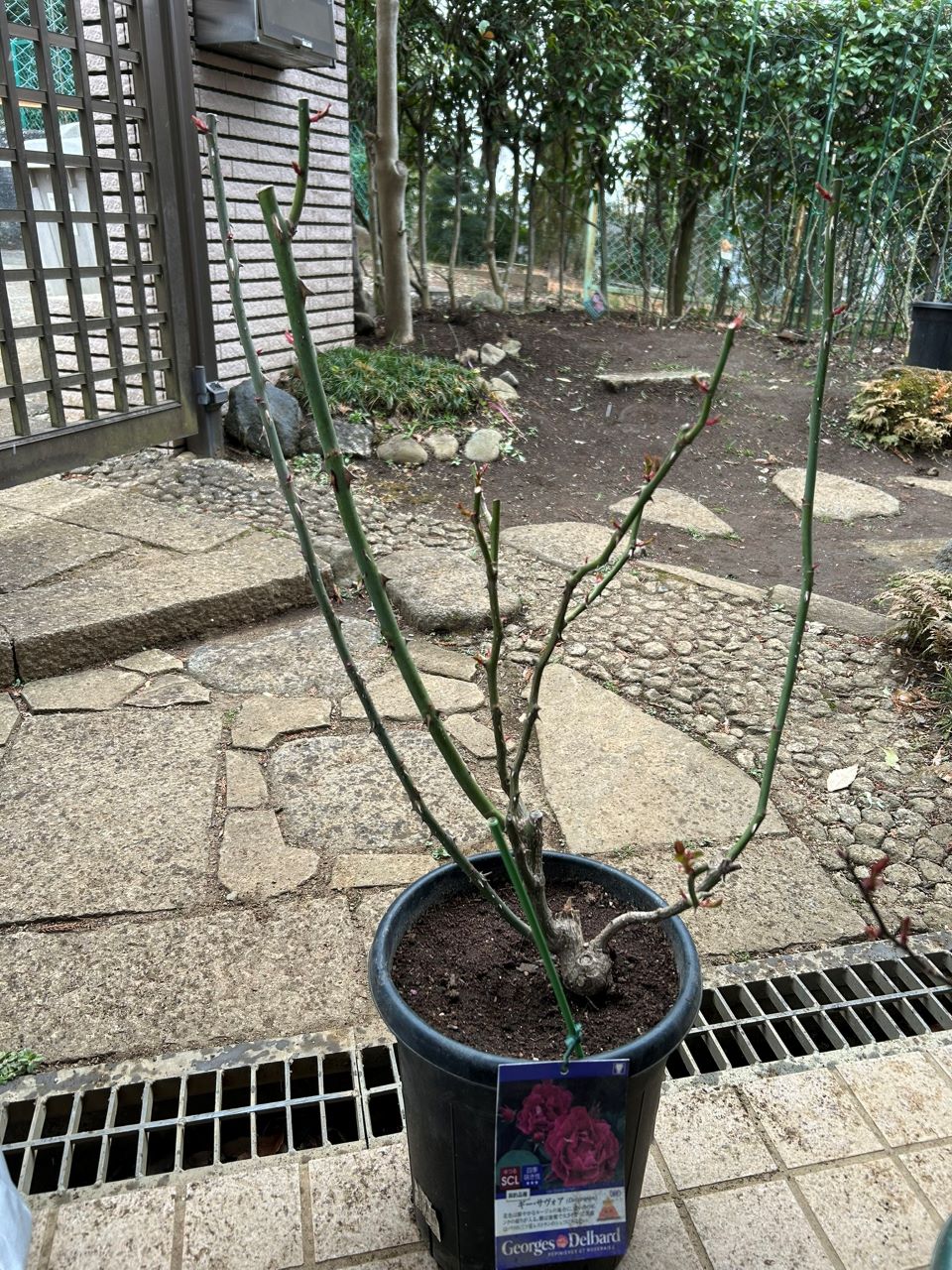 ギー・サヴォア大苗63週後