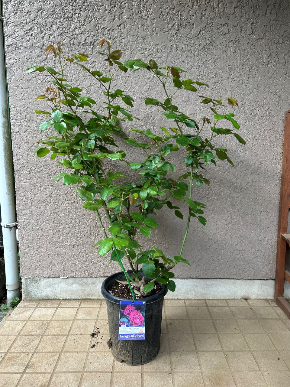 ギー・サヴォア大苗71週後