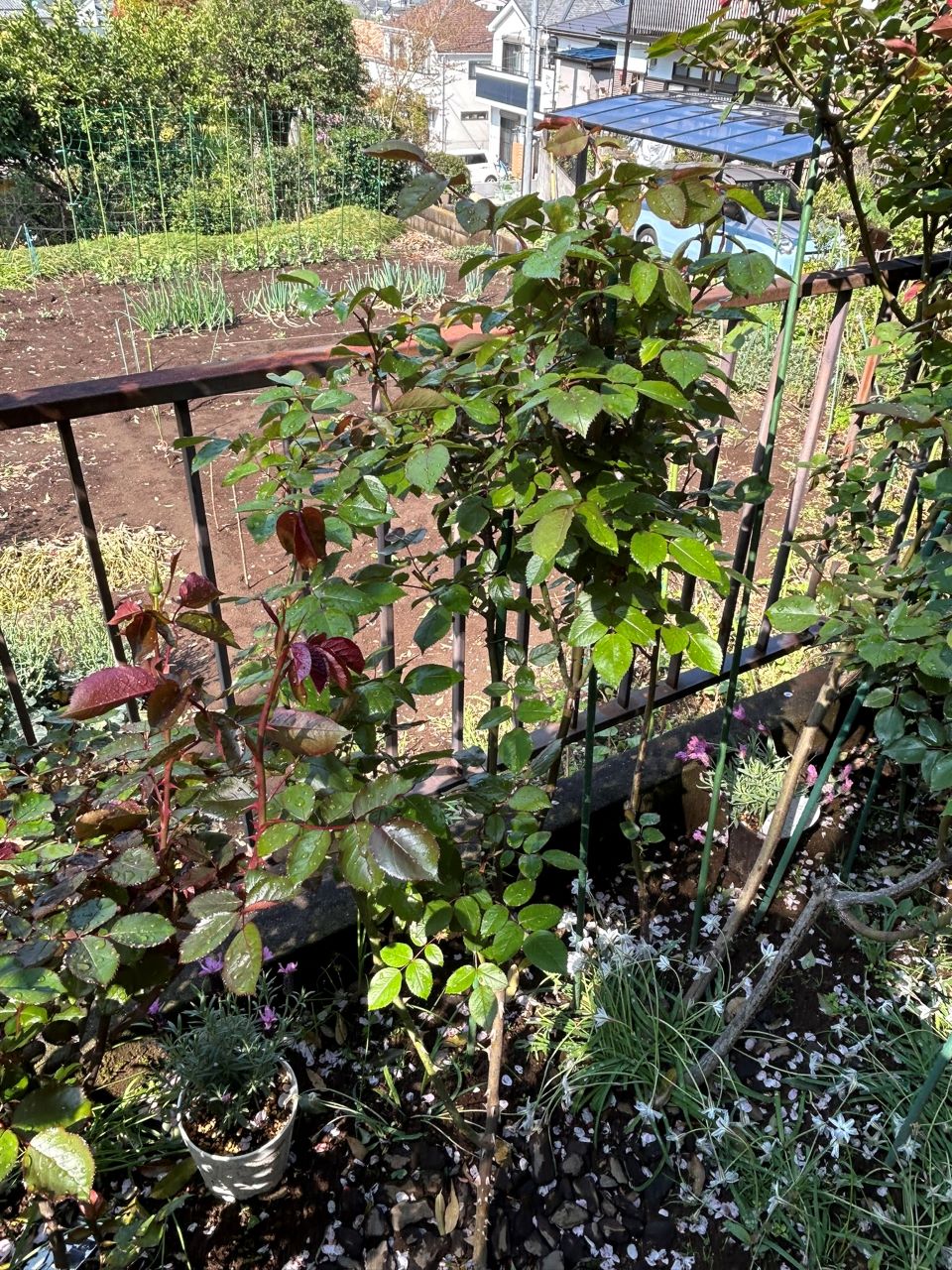 イングリッド・バーグマン春苗の2年目4月中旬