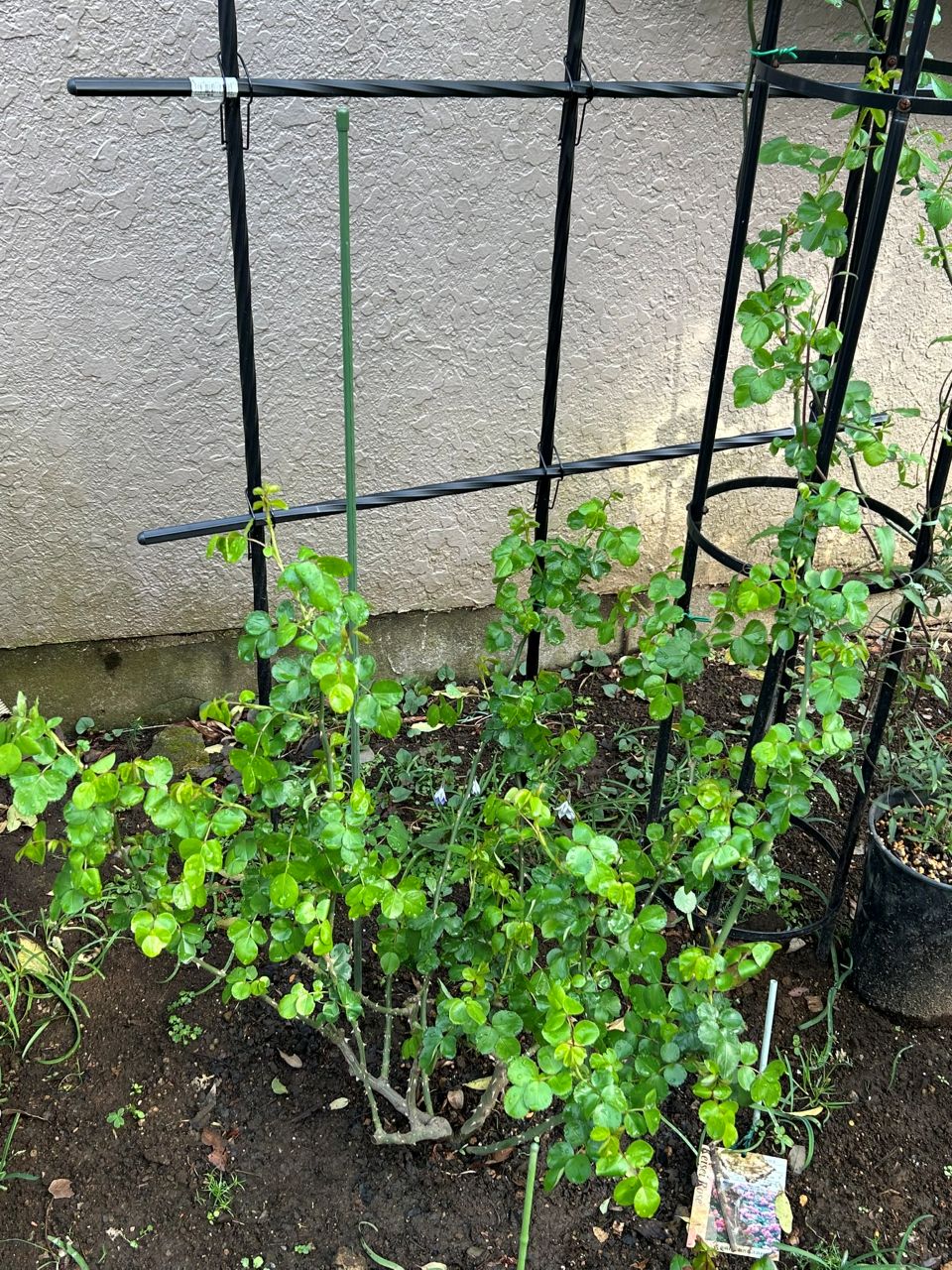 ジャスミーナ大苗の72週後